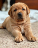 Photo №2 to announcement № 51135 for the sale of labrador retriever - buy in Finland private announcement