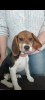 Photo №2 to announcement № 43785 for the sale of beagle - buy in Belarus from nursery
