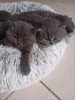 Photo №1. british shorthair - for sale in the city of Гамбург | 300$ | Announcement № 89440