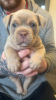 Photo №3. lovely and friendly males and females Pocket bully ready for a new home, contact. Romania