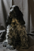 Photo №2 to announcement № 68787 for the sale of english cocker spaniel - buy in Belarus breeder