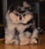 Photo №2 to announcement № 111565 for the sale of pomeranian - buy in Czech Republic private announcement