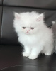 Photo №3. Persian kittens for sale. Russian Federation