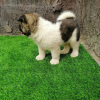 Photo №4. I will sell akita in the city of Невада.  - price - 410$