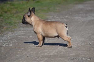 Photo №3. French Bulldog. Ukraine