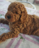 Photo №2 to announcement № 112081 for the sale of poodle (toy) - buy in Serbia breeder