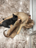 Photo №4. I will sell chausie in the city of St. Petersburg. from nursery - price - negotiated