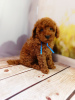 Additional photos: Rkf mini toy poodle puppies