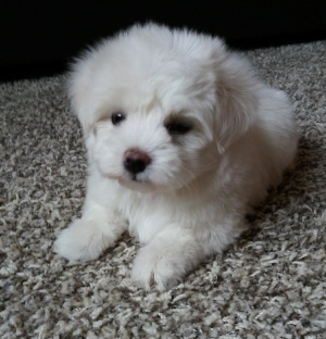Photo №2 to announcement № 2212 for the sale of maltese dog - buy in Russian Federation private announcement