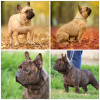 Photo №1. french bulldog - for sale in the city of Zrenjanin | negotiated | Announcement № 95766