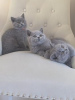 Photo №1. british shorthair - for sale in the city of Erfurt | 370$ | Announcement № 108600