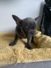 Photo №2 to announcement № 99337 for the sale of french bulldog - buy in Germany private announcement, from nursery