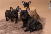 Photo №2 to announcement № 124650 for the sale of french bulldog - buy in Germany private announcement, breeder