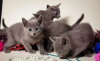 Photo №2 to announcement № 39808 for the sale of russian blue - buy in Netherlands breeder