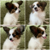 Photo №4. I will sell papillon dog in the city of Гродна. private announcement - price - 1585$