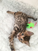 Photo №1. bengal cat - for sale in the city of Берлинген | 370$ | Announcement № 111975