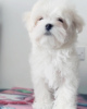 Additional photos: Gorgeous Maltese Puppies