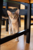 Photo №2 to announcement № 51504 for the sale of abyssinian cat - buy in Latvia breeder