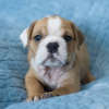 Photo №1. american bulldog - for sale in the city of Lost Creek | negotiated | Announcement № 105982