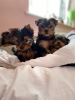 Photo №2 to announcement № 8773 for the sale of yorkshire terrier - buy in Hungary private announcement