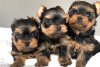 Photo №1. yorkshire terrier - for sale in the city of Pfaffenhofen an der Ilm | 370$ | Announcement № 110991