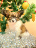 Photo №1. papillon dog - for sale in the city of Mogilyov | 500$ | Announcement № 36798