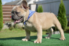 Additional photos: French bulldog puppies