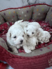 Photo №1. maltese dog - for sale in the city of Sydney | 600$ | Announcement № 100078