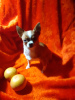 Photo №4. I will sell chihuahua in the city of Москва. private announcement - price - 110$