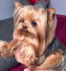 Additional photos: Yorkshire terrier. Boy's and girl's.