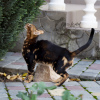 Photo №4. I will sell bengal cat in the city of Москва. private announcement, from nursery, breeder - price - 414$
