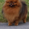 Additional photos: Pomeranian boy