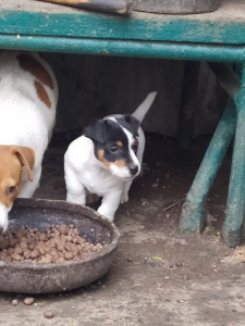 Photo №1. jack russell terrier - for sale in the city of Smila | 432$ | Announcement № 4645