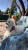 Photo №4. I will sell poodle (toy) in the city of Болонья. private announcement - price - 317$