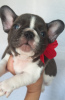 Photo №2 to announcement № 13250 for the sale of french bulldog - buy in Poland breeder