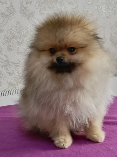 Photo №1. pomeranian - for sale in the city of Chelyabinsk | 551$ | Announcement № 5163