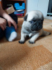 Photo №2 to announcement № 55749 for the sale of pug - buy in Poland private announcement