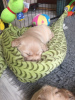 Additional photos: Lovely Golden Retriever Puppies available now