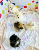 Photo №1. pomeranian - for sale in the city of New York | 400$ | Announcement № 102923