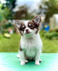 Photo №1. chihuahua - for sale in the city of St. Petersburg | 651$ | Announcement № 74830