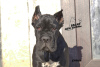 Photo №4. I will sell cane corso in the city of Yaroslavl. from nursery, breeder - price - 649$