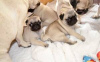 Photo №2 to announcement № 124207 for the sale of pug - buy in Belgium private announcement