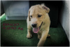 Additional photos: Labrador Retriever Puppies Biscuit