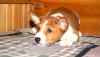 Photo №2 to announcement № 33080 for the sale of basenji - buy in Belarus breeder