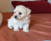 Photo №1. maltese dog - for sale in the city of London | 423$ | Announcement № 56573