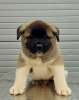 Additional photos: American Akita, puppies