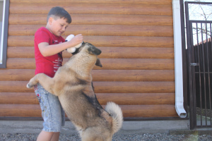 Photo №4. I will sell american akita in the city of Labinsk. breeder - price - negotiated