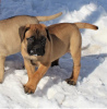 Photo №1. bullmastiff - for sale in the city of Berlin | Is free | Announcement № 95189