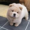 Photo №2 to announcement № 111617 for the sale of chow chow - buy in Germany private announcement, from nursery, breeder