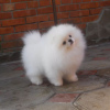 Additional photos: pomeranian